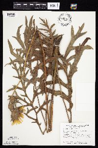 Silphium laciniatum image