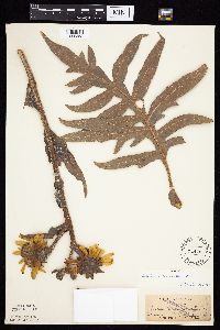 Silphium laciniatum image