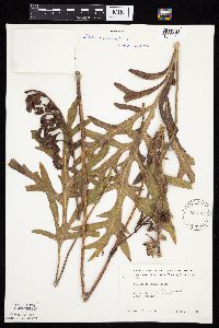 Silphium laciniatum image