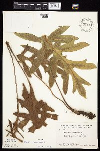 Silphium laciniatum image