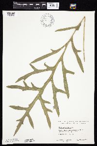 Silphium laciniatum image