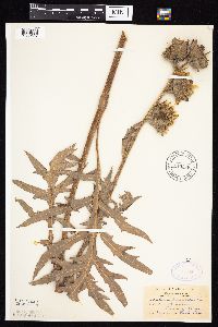 Silphium laciniatum image