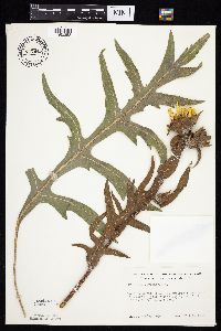 Silphium laciniatum image