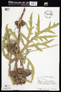 Silphium laciniatum image