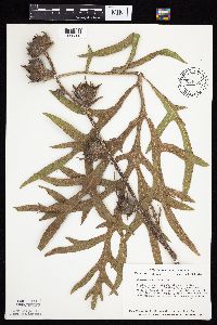 Silphium laciniatum image