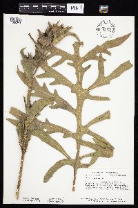 Silphium laciniatum image