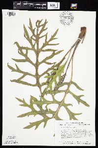 Silphium laciniatum image