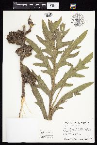 Silphium laciniatum image