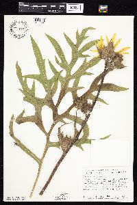 Silphium laciniatum image