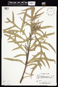 Silphium laciniatum image