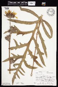 Silphium laciniatum image