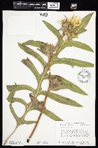 Silphium laciniatum image