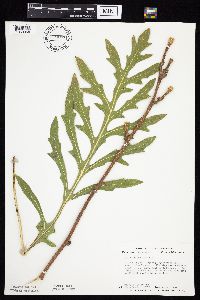 Silphium laciniatum image