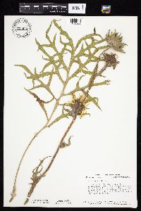 Silphium laciniatum image
