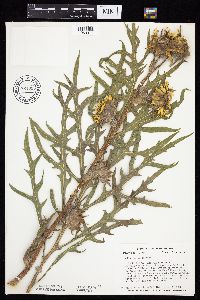 Silphium laciniatum image