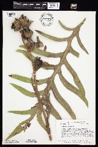 Silphium laciniatum image