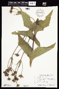 Silphium perfoliatum image