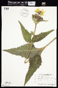 Silphium perfoliatum image