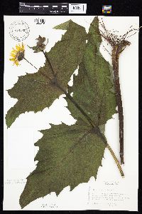 Silphium perfoliatum image