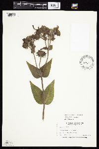 Silphium perfoliatum image