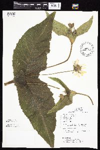 Silphium perfoliatum image