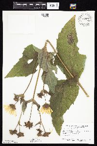 Silphium perfoliatum image