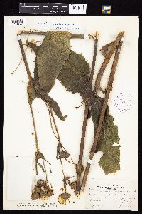 Silphium perfoliatum image