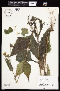 Silphium perfoliatum image