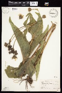 Silphium perfoliatum image