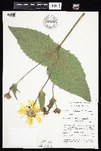 Silphium perfoliatum image
