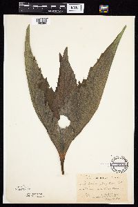 Silphium perfoliatum image