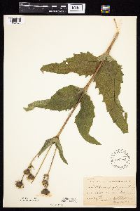 Silphium perfoliatum image