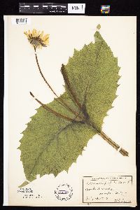 Silphium perfoliatum image