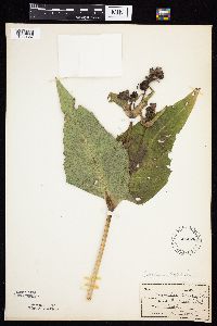 Silphium perfoliatum image
