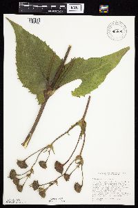 Silphium perfoliatum image