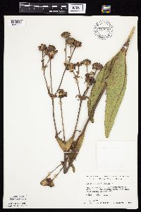 Silphium perfoliatum image
