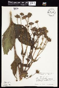 Silphium perfoliatum image