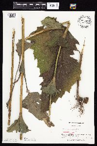 Silphium perfoliatum image
