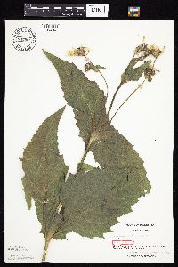 Silphium perfoliatum image