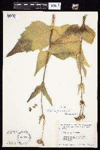 Silphium perfoliatum image