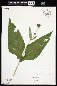 Silphium perfoliatum image