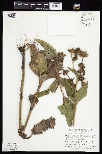 Silphium perfoliatum image