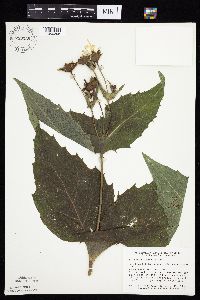 Silphium perfoliatum var. perfoliatum image