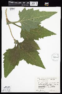 Silphium perfoliatum image