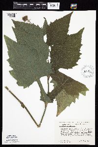 Silphium perfoliatum image