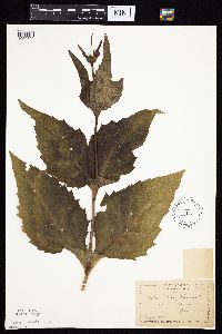 Silphium perfoliatum image