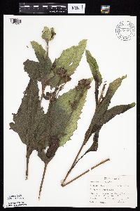 Silphium perfoliatum image