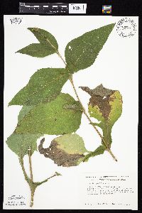 Silphium perfoliatum image