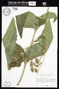 Silphium perfoliatum image