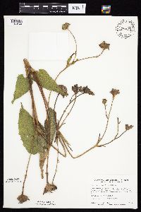 Silphium perfoliatum image